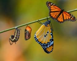 Transformation - Befreiung vom Geld